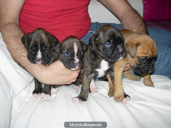 vendo cachorros boxer