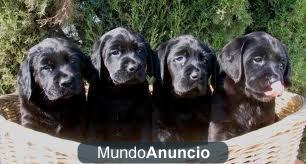 vendo labrador