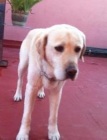 REGALO Labrador en adopción - mejor precio | unprecio.es