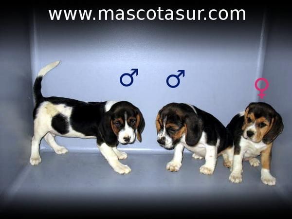 BEAGLES  PRECIOSOS CACHORROS   -  250 euros :.