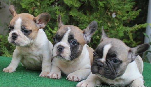 Cachorros bulldog frances