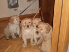 CACHORROS RETRIEVER GOLDEN Y LABRADOR -- NECESITAN UN HOGAR PRONTO!!!!!! - mejor precio | unprecio.es