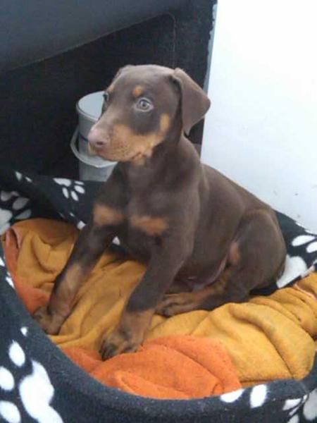 DOBERMAN ALICANTE MURCIA VALENCIA CARTAGENA