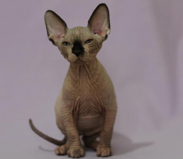 GATO SPHYNX en madrid