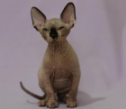 GATO SPHYNX en madrid - mejor precio | unprecio.es