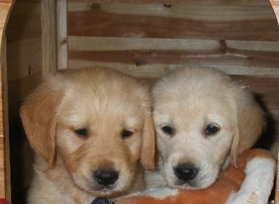 IMPRESIONANTES GOLDEN RETRIEVER DE PURA RAZA