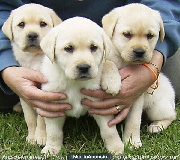 LABRADOR BLANCO/CHOCOLATE