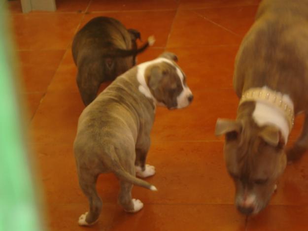 magbifico cachorro american stafordshire blue fan