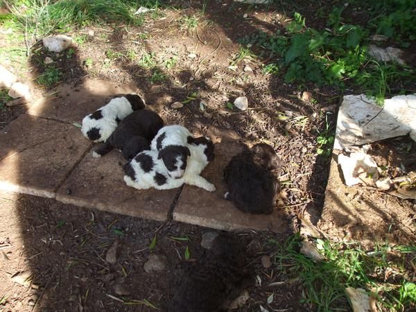 Perros de agua magníficos