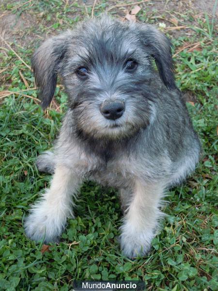 schnauzer miniatura