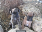 VENDO EXCELENTES CACHORROS DE BOXER - mejor precio | unprecio.es