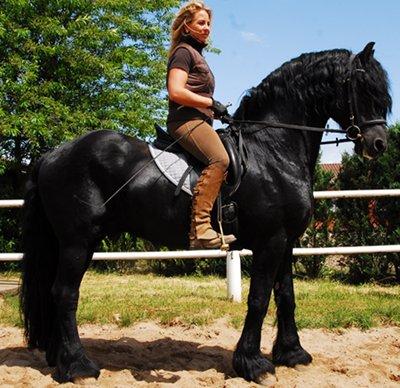 súper valiente semental Freise caballo