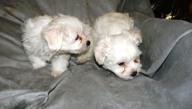 BICHON MALTES, excelentes cachorros