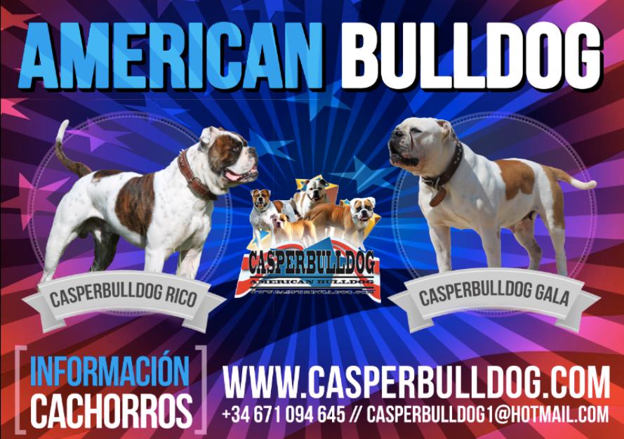 Bulldog Americano