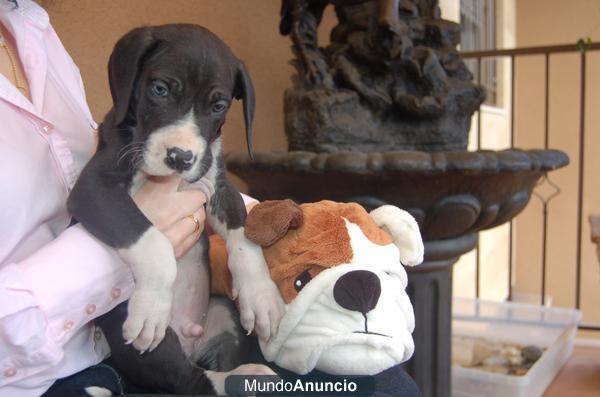 CACHORROS DOGO ALEMAN NEGROS