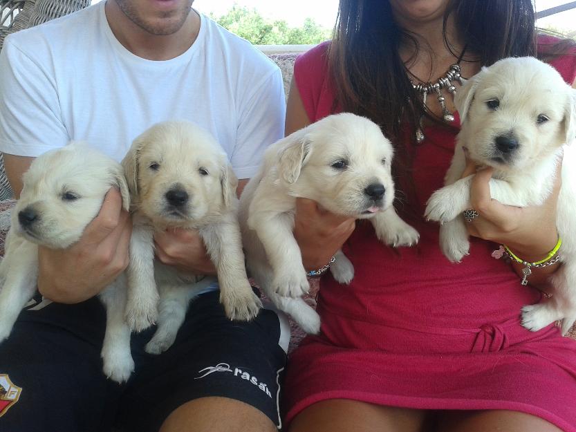 cachorros golden calidad