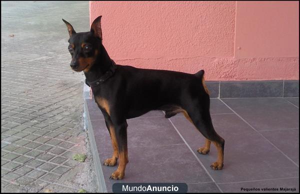 Camada pinscher Miniatura