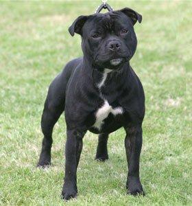 EXCELENTE CAMADA DE STAFFORDSHIRE BULL TERRIER