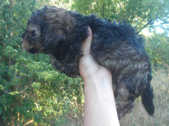 MIMO, cachorro cruce Perro de Aguas