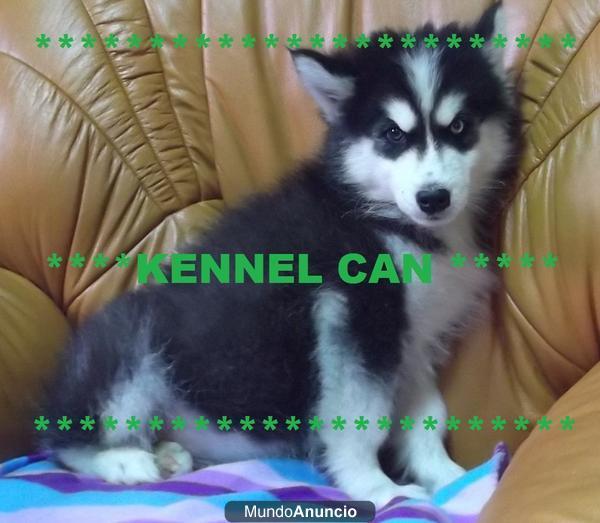 preciosos cachorros de husky siberiano kennel can