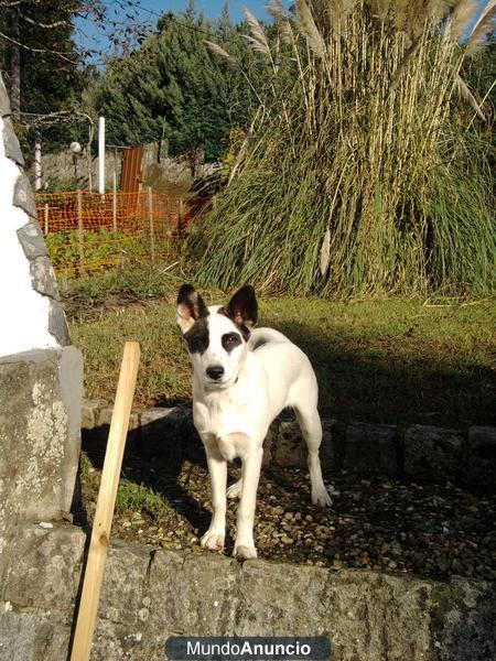 Regalo cachorro cruce Golden Retreiver y Husky Siberiano