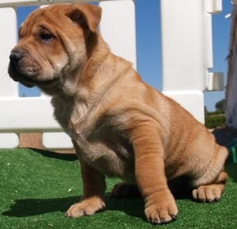 Shar-pei ¡Garantia veterinaria de cinco años!