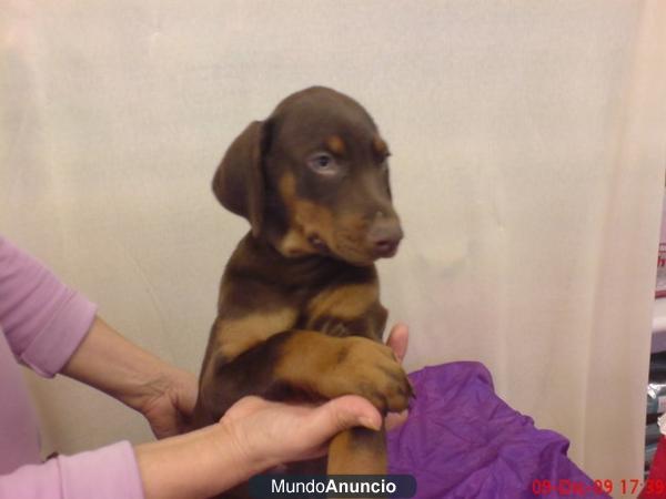 Cachorritos de Doberman Preciosos!