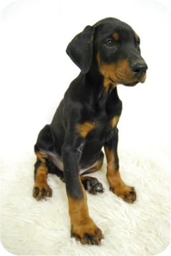 Cachorros de Doberman {disponibles machos y hembras}//ultima camada--te lo enviamos!