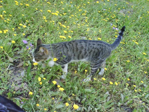 gato abandonado busca un hogar