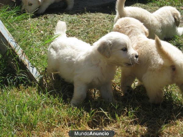 GOLDENS RETRIEVERS 200€