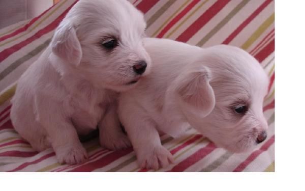 Preciosos Bichon maltes, urge vender 200