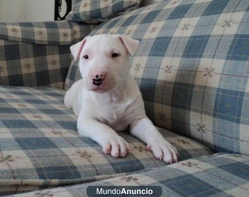 Regalo Magnificos cachorros de bull terrier