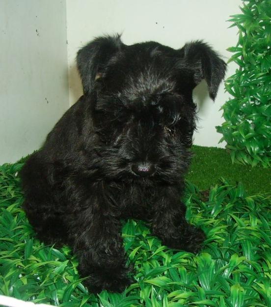 Schnauzer mini