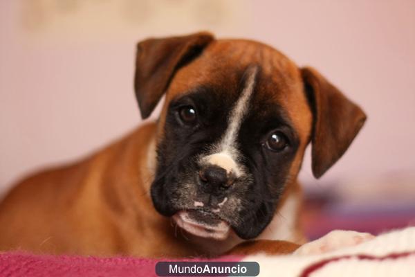 Se vende hermosa cachorra Boxer. PRECIO 299€