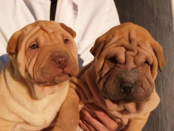 Shar-pei ¡Garantía Veterinaria de CINCO AÑOS!  - Zaragoza