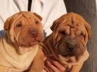 Shar-pei ¡Garantía Veterinaria de CINCO AÑOS! - Zaragoza - mejor precio | unprecio.es