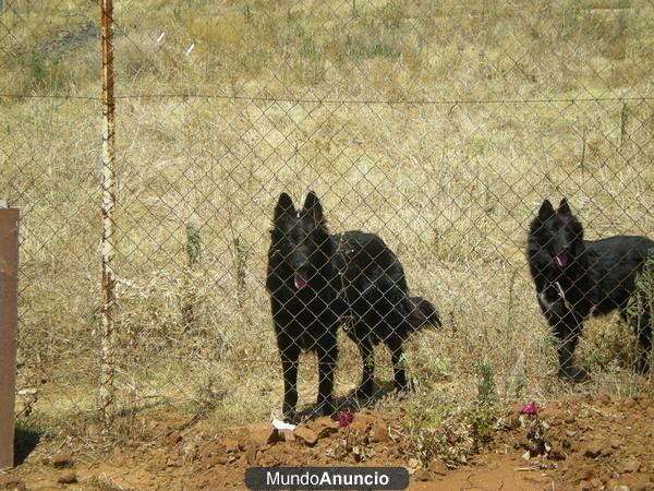 Vendo cachorros de pastor belga groenendael