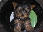 YORKSHIRE TERRIER MINI