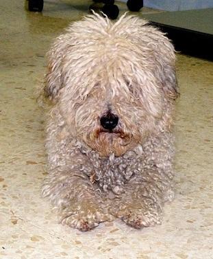 Bono, peluche que respira, busca hogar