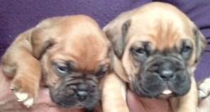 cachorros de boxer