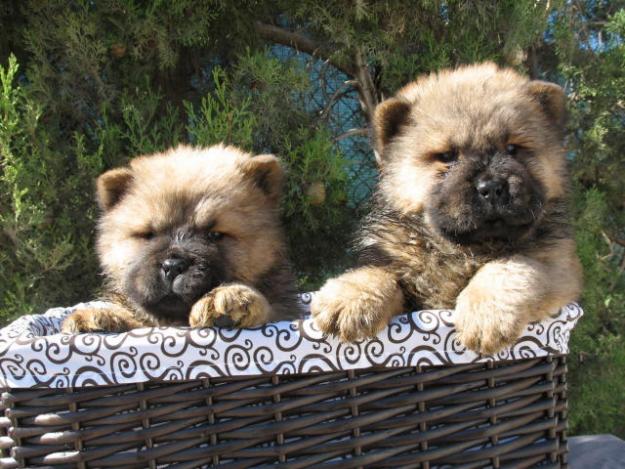 CACHORROS DE RAZA