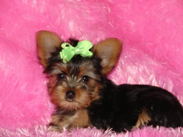 Cachorros yorkshire terrier