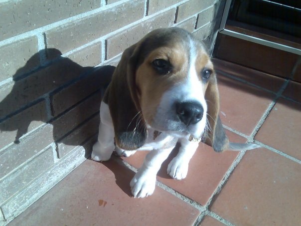 Cruzar Beagle macho