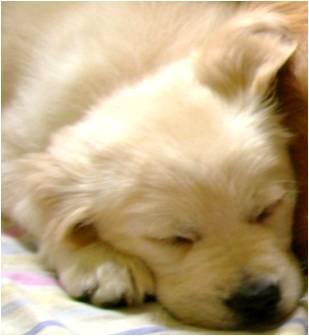 GOLDEN RETRIEVER CACHORROS