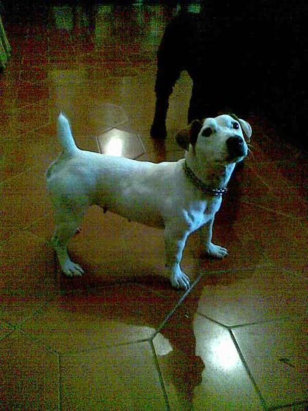 Jack russell terrier linea inglesa pedegree completo