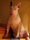 Regalo Bull Terrier de 5 años - mejor precio | unprecio.es