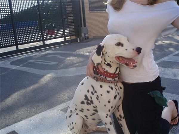 REGALO DALMATA 18 MESES PRECIOSO