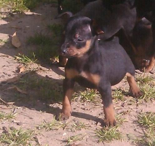 se venden cachorros de mini pincher