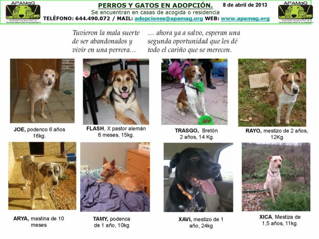 perros en adopción