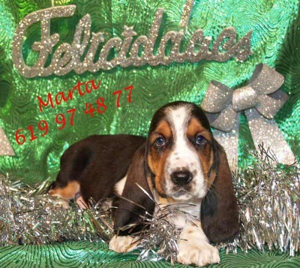 ¡Disfruta estas fiestas con tu basset hound